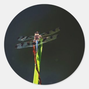 Blue and black Dragonfly on green and red grass Classic Round Sticker
