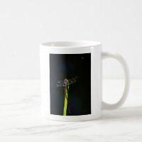 Blue and black  Dragonfly on green and red grass