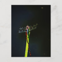 Blue and black  Dragonfly on green and red grass