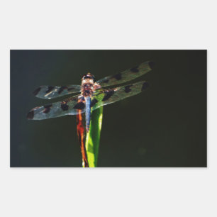 Blue and black Dragonfly on green and red grass Rectangular Sticker