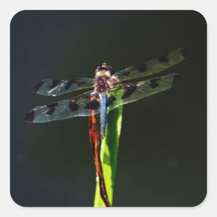 Blue and black  Dragonfly on green and red grass Square Sticker