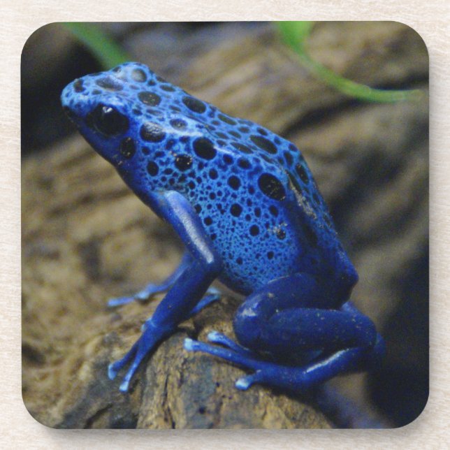 Blue and Black Poison Dart Frog Beverage Coaster (Front)