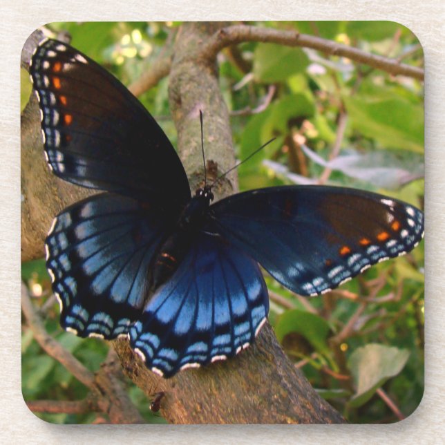 Blue and Black Swallowtail in Ohio Garden Coaster (Front)