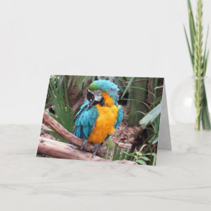 Blue and Gold Macaw (4436) Greeting Card