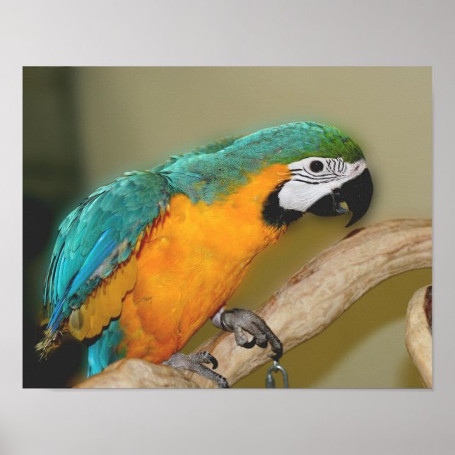 Blue And Gold Macaw Parrot Animal Poster (Front)