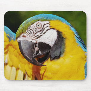 Blue and Gold Macaw Parrot Mouse Mat