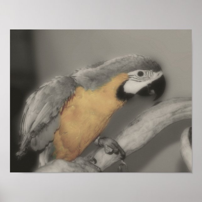 Blue And Gold Macaw Parrot Partial Colour Poster (Front)