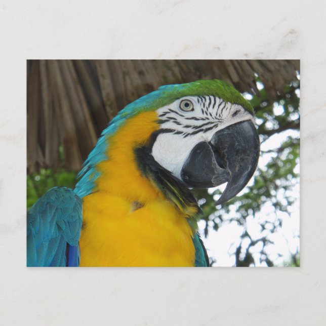 Blue and Gold Macaw parrot postcard (Front)