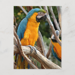 Blue And Gold Macaw Postcard