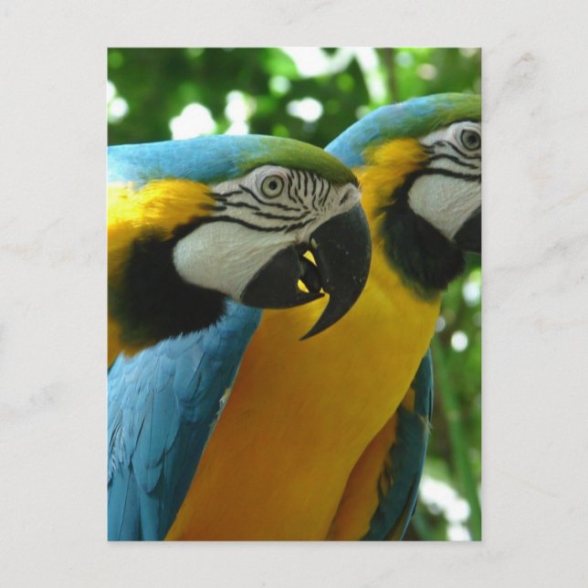 Blue and Gold Macaw Postcard (Front)