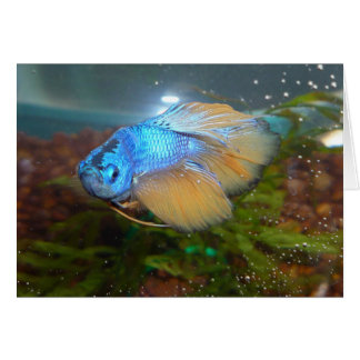 Blue and Gold Male Betta Fighting Fish
