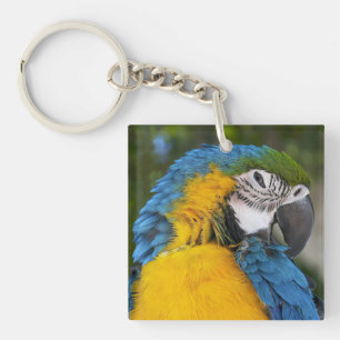 Blue And Gold Parrot Key Ring