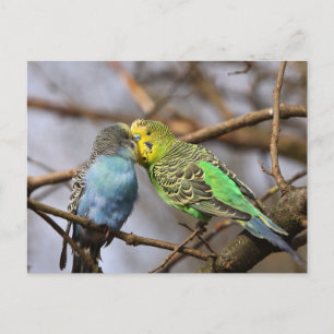 Blue and Green Budgie Birds on a Tree Branch  Postcard