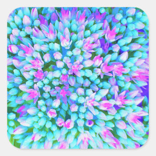 Blue and Hot Pink Succulent Sedum Flowers Detail Square Sticker