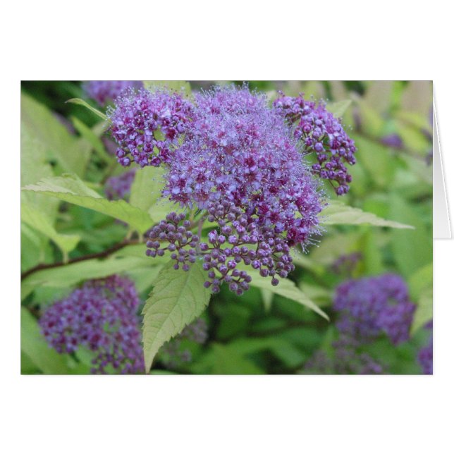 Blue and Lime (Front Horizontal)