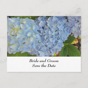 Blue and Mauve Wedding Hydrangeas Announcement Postcard