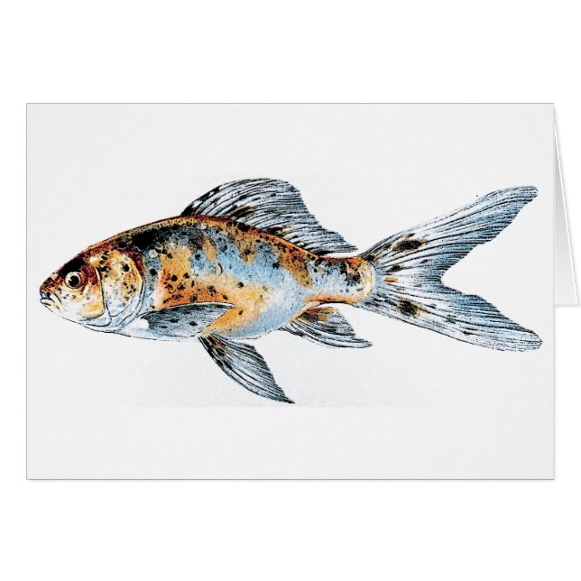 Blue and Orange Shubunkin Goldfish Fine Art  (Front Horizontal)