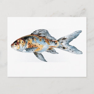 Blue and Orange Shubunkin Goldfish Fine Art Postcard