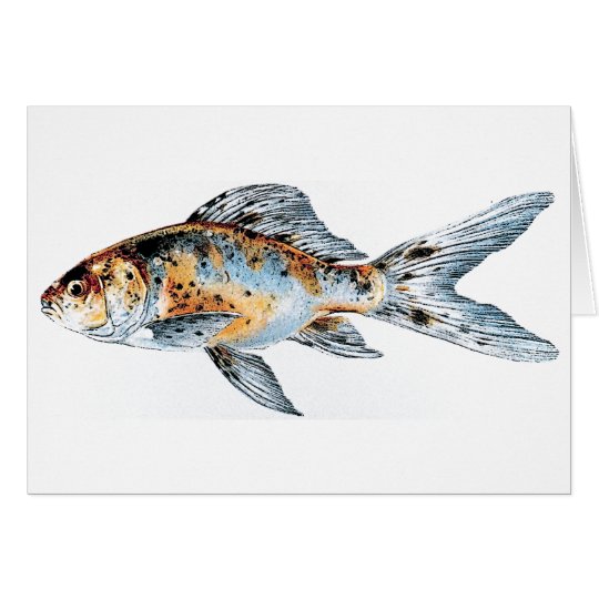 Blue and Orange Shubunkin Goldfish Fish Drawing Card