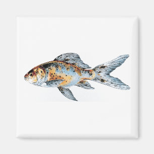 Blue and Orange Shubunkin Goldfish Fish Fine Art Magnet