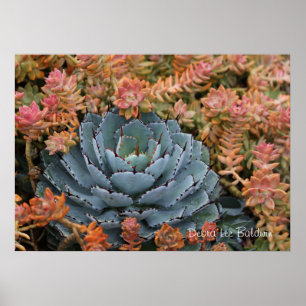 Blue and orange succulents poster