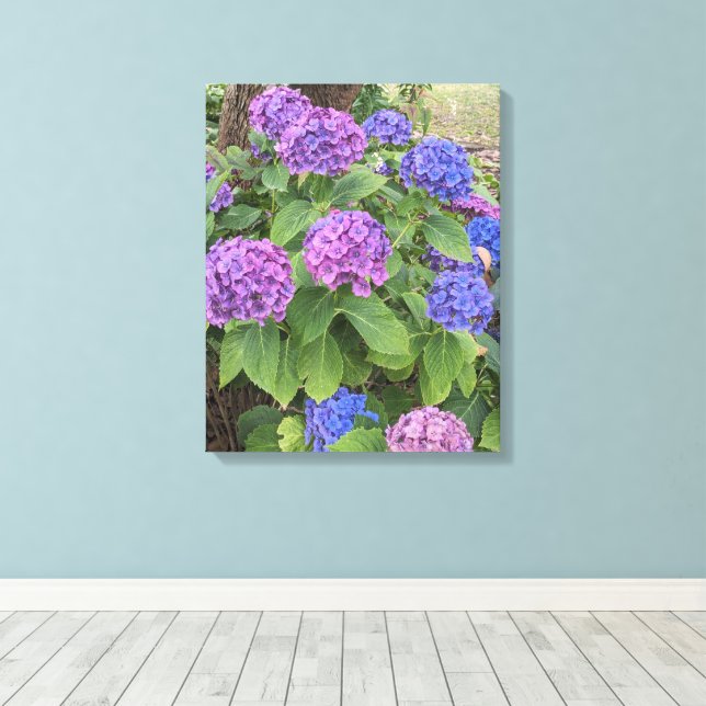 Blue and Pink Hydrangea Blooms Floral Canvas Print (Insitu(Wood Floor))