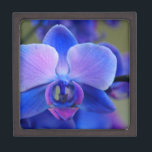 Blue and Pink Orchid Gift Box<br><div class="desc">The colours of this orchid are quite amazing and vibrant!</div>