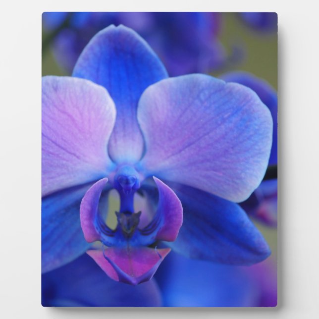 Blue and Pink Orchid Plaque (Front)