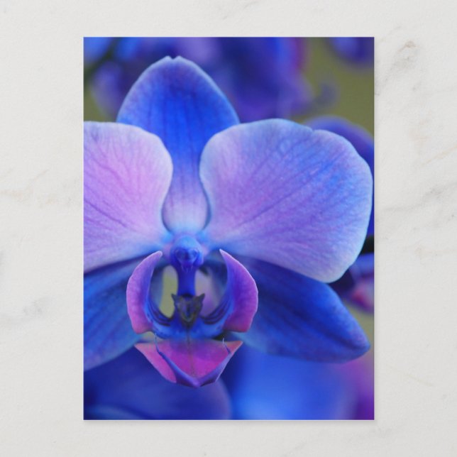 Blue and Pink Orchid Postcard (Front)
