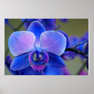 Blue and Pink Orchid Poster