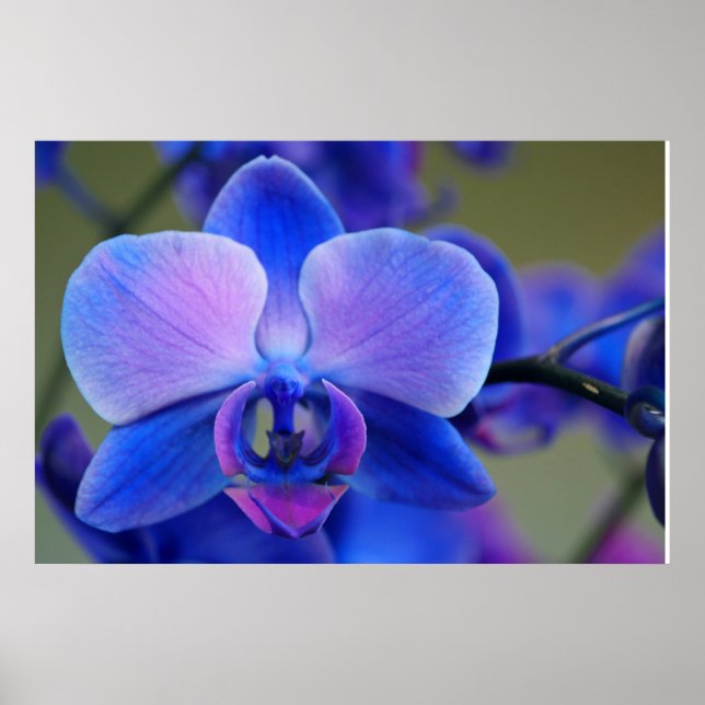 Blue and Pink Orchid Poster (Front)