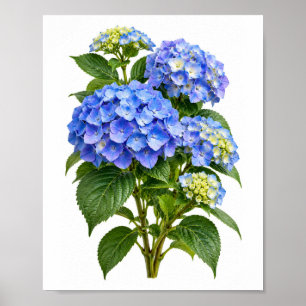 Blue and Purple Hydrangea Botanical Floral Art Pri Poster