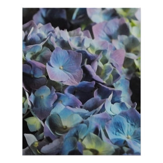Blue and Purple Hydrangea Flowers Poster