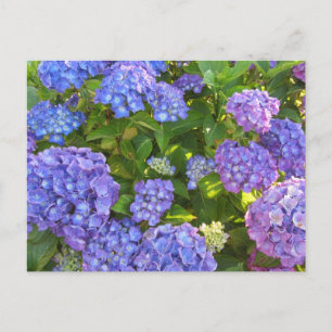 Blue and Purple Hydrangeas Postcard