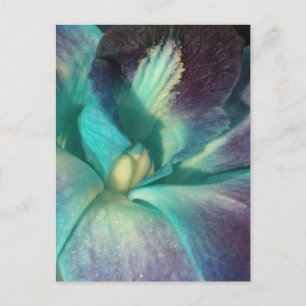 Blue and purple orchid close up postcard