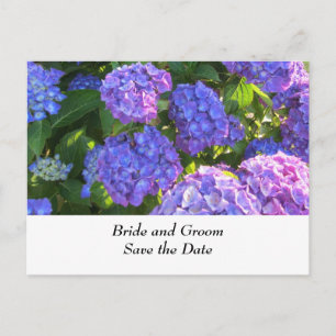 Blue and Purple  Wedding Hydrangeas Announcement Postcard