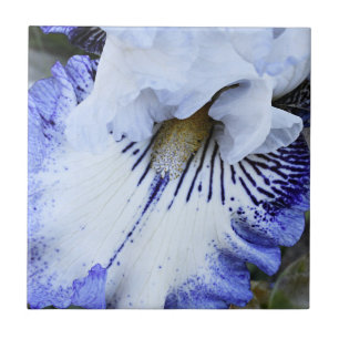 Blue and White Bearded Iris Floral Tile