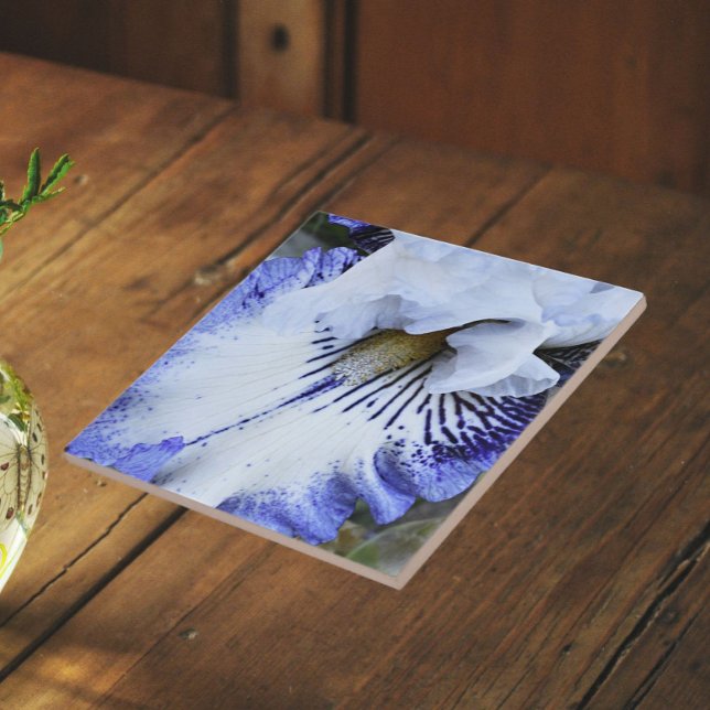 Blue and White Bearded Iris Floral Tile (In Situ)