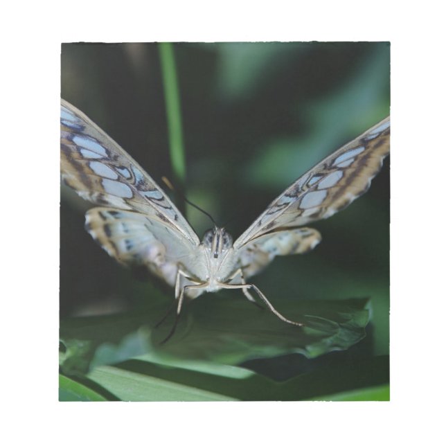 Blue and White Butterfly Close Up Notepad (Front)