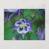 Blue and White Columbine Flowers Postcard