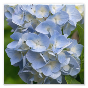 Blue and White Hydrangea Flower Photo Print