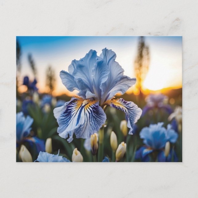Blue and White Iris During the Golden Hour Postcard (Front)