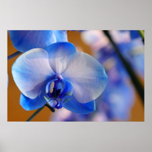Blue and White Orchid Poster