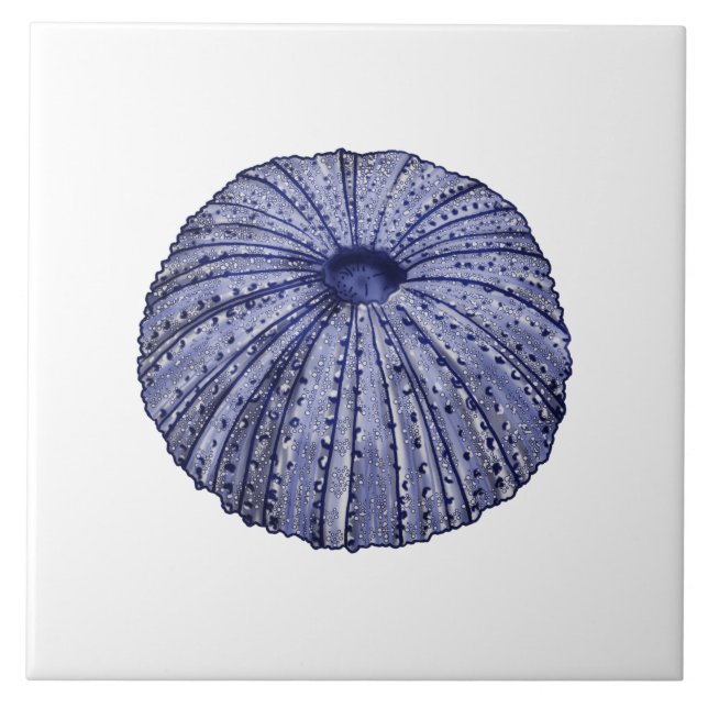 Blue and white sea urchin shell ceramic tile (Front)