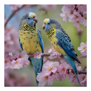 Blue And Yellow Budgies In Pink Blossom Tree, Poster