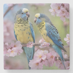 Blue And Yellow Budgies In Pink Blossom Tree, Stone Coaster