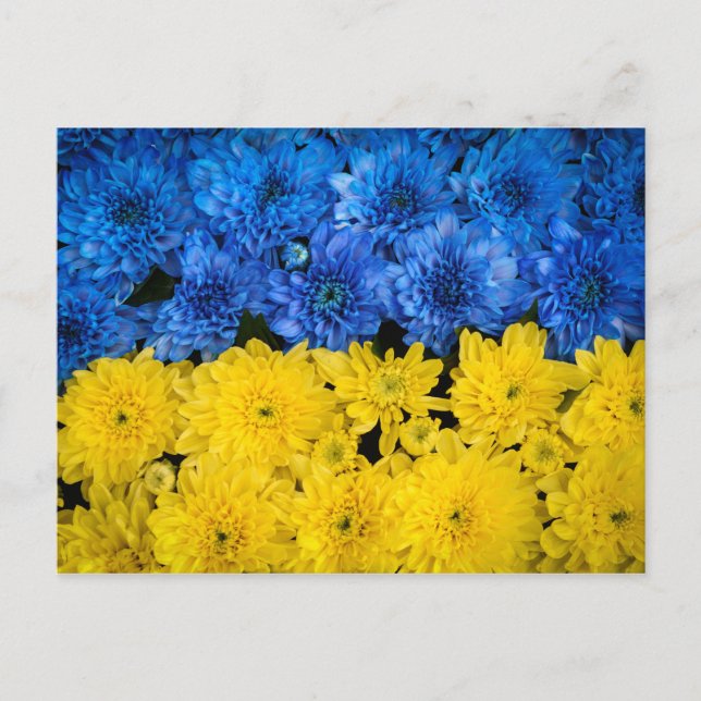 Blue and Yellow Chrysanthemums Nature Photo Poster Postcard (Front)
