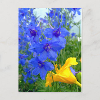 Blue and Yellow  Flowers Postcard