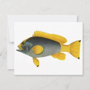 Blue and Yellow Grouper Fish, Vintage Marine Life