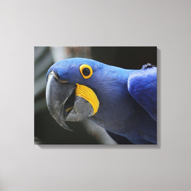 Blue And Yellow Hyacinth Macaw Parrot Canvas Print (Front)